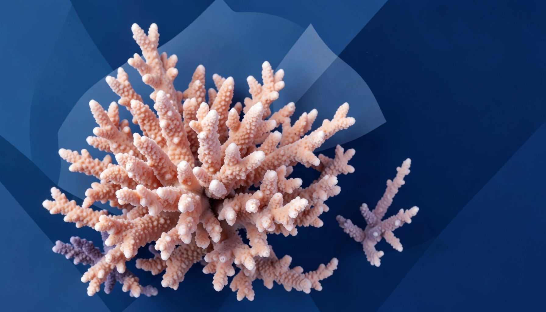 Soft coral and navy abstract composition with gentle geometric shapes and a calm, contemplative mood
